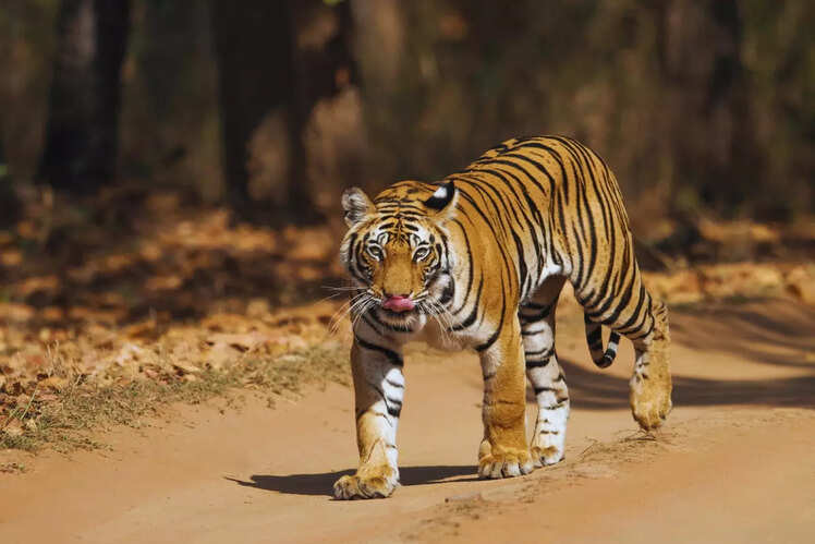 Bandhavgarh National Park, Madhya Pradesh