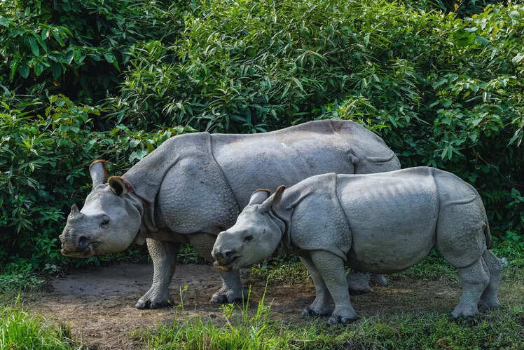 Kaziranga National Park, Assam