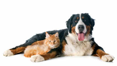 How to take care of senior pet dogs and cats