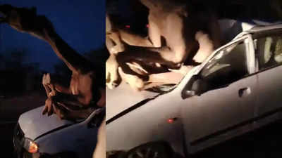 Bizarre! Camel stuck inside Maruti Suzuki Alto following collision in Rajasthan