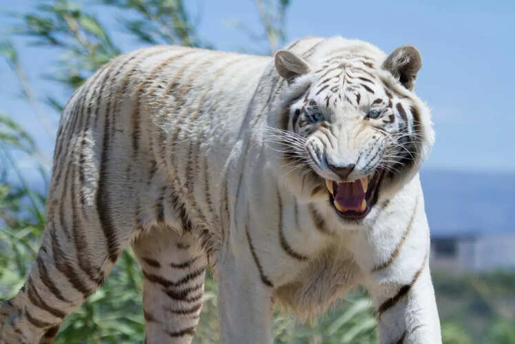 Kaziranga National Park, Assam