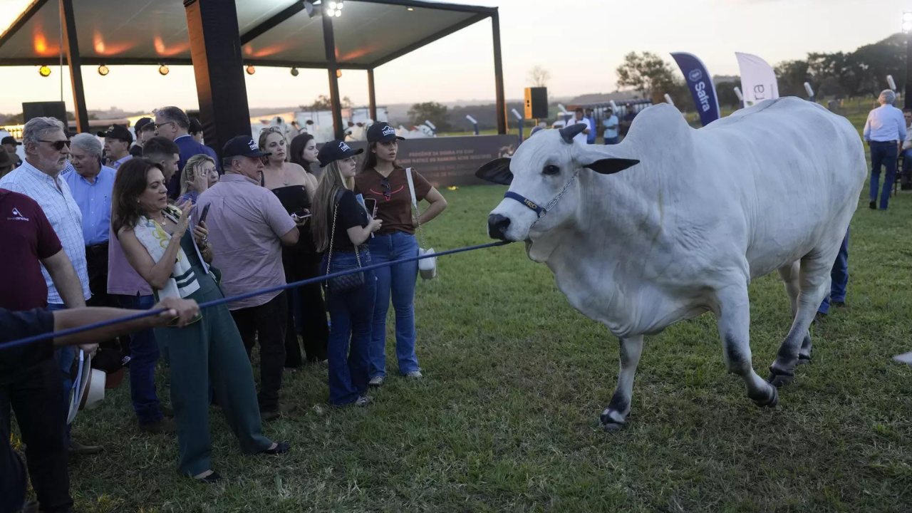 ブラジルの高級牛が世界記録を破り、オークションで400万ドル以上を落札