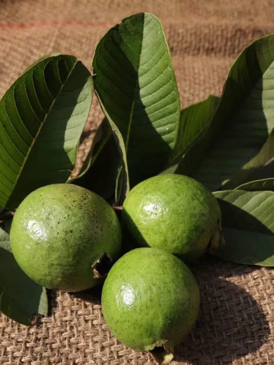  உடம்புல இந்த பிரச்சனை இருப்பவர்கள் கொய்யா பழம் மட்டும் சாப்பிடாதீங்க! 