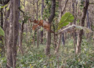 Can you spot a tiger in this dense jungle in under 5 seconds?