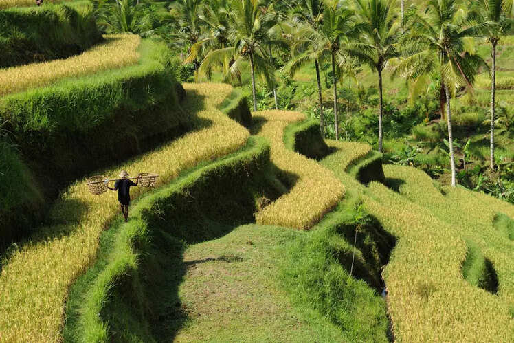 Tegalalang rice terraces