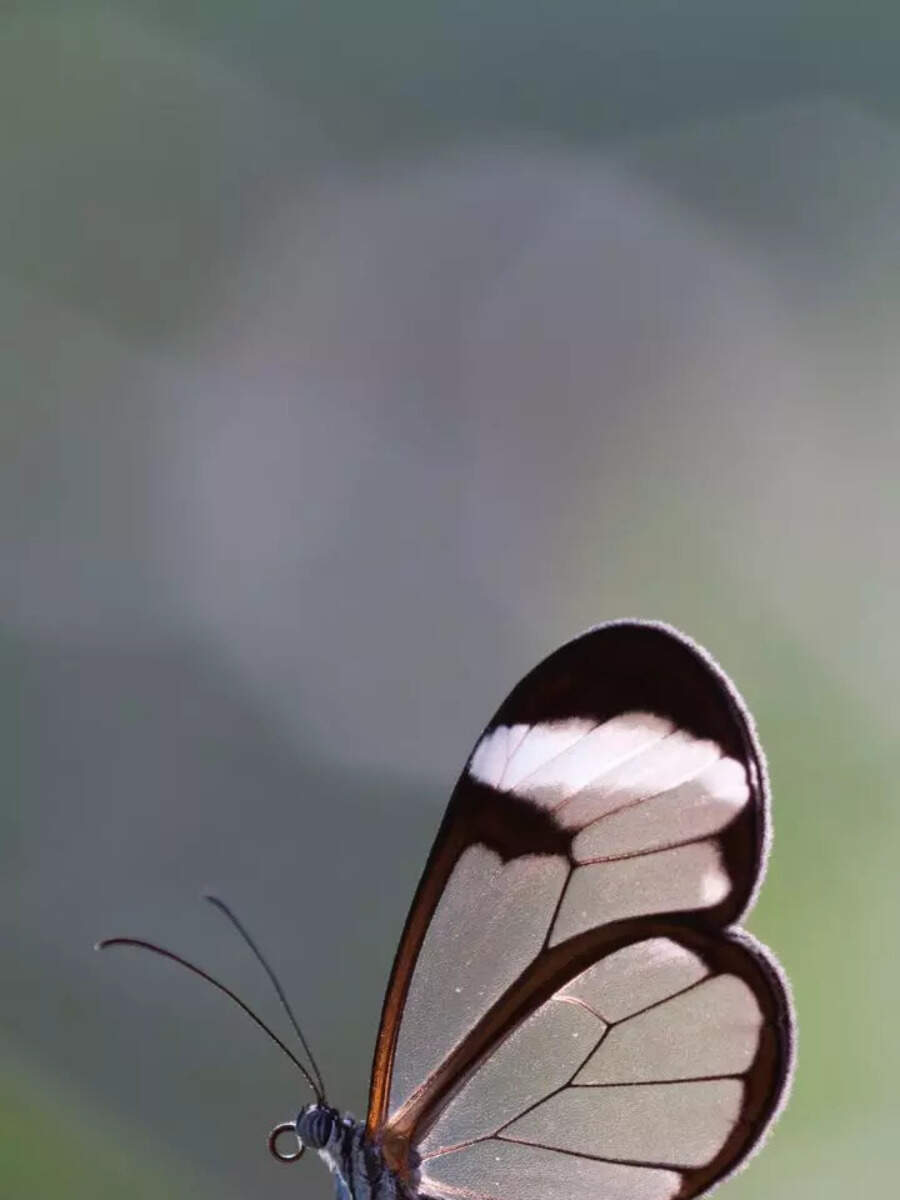 10 animals whose bodies are transparent | Times of India