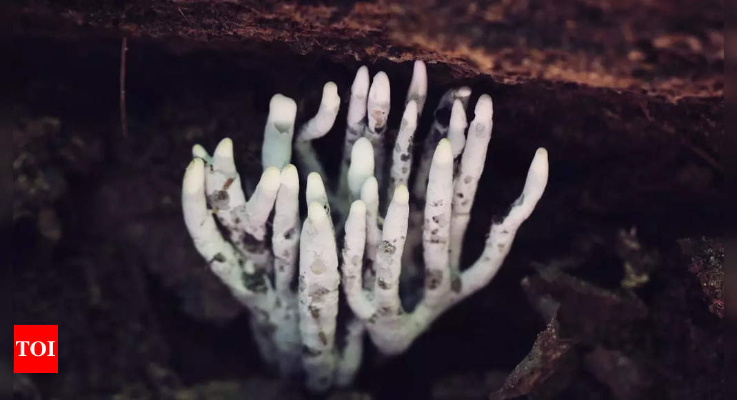 Explained: How this fungus looks like a dead man’s fingers |