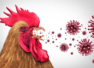 4 yr old child in India tests positive for H9N2 bird flu