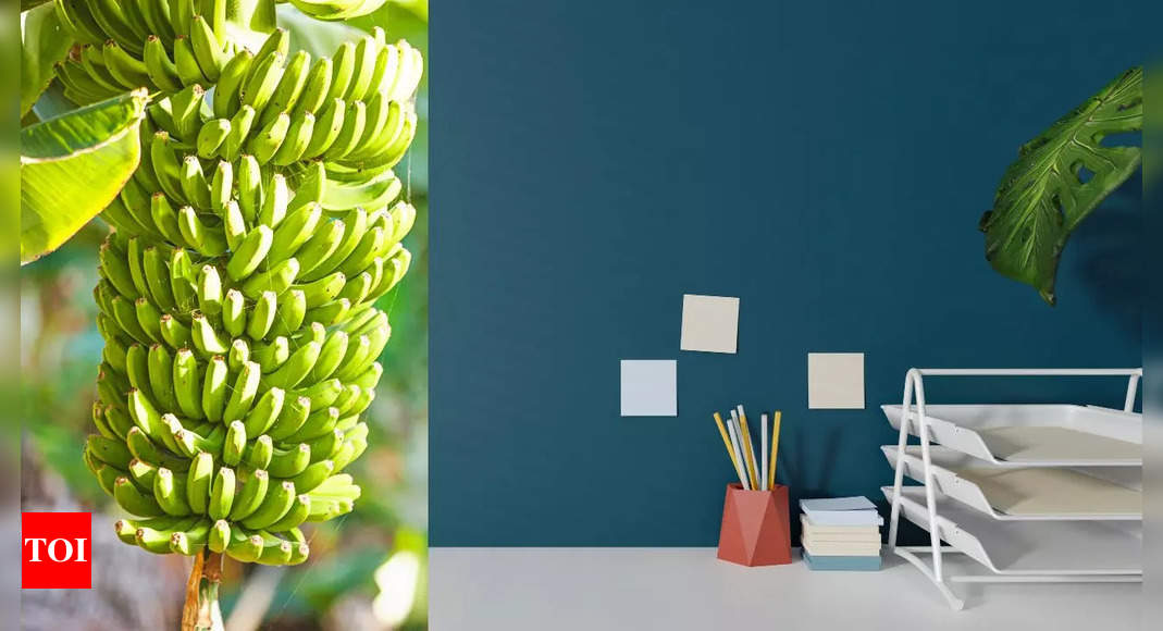 Stressed Chinese employees are now cultivating bananas on their work desks, here’s why