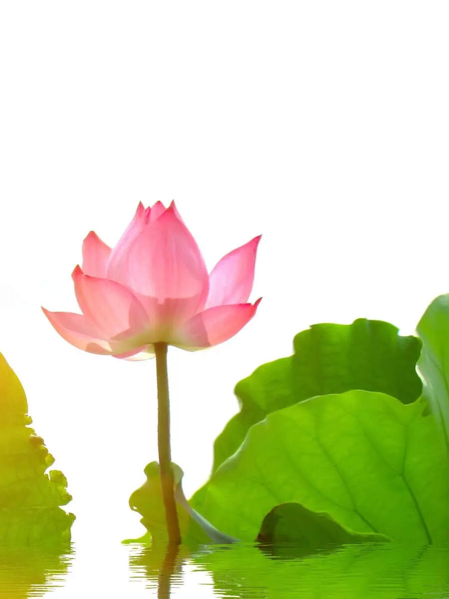  வீட்டிலேயே தொட்டியில் வைத்து தாமரை வளர்க்க எளிமையான டிப்ஸ்! 