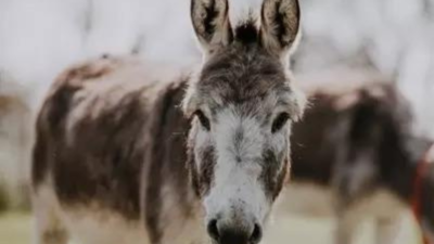 Pakistan's donkey population increases but country misses GDP growth target: Economic Survey