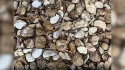 Optical illusion: Spot the missing wedding ring in this pile of pebbles