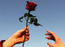 Why red rose is a symbol of love in romantic relationships
