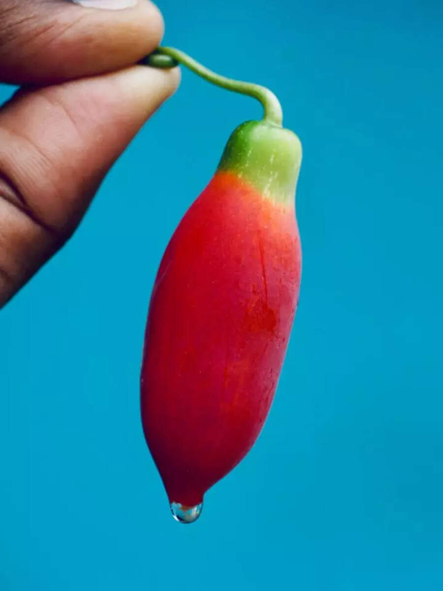  கோடான கோடி நன்மை தரும் கோவக்காய்! 