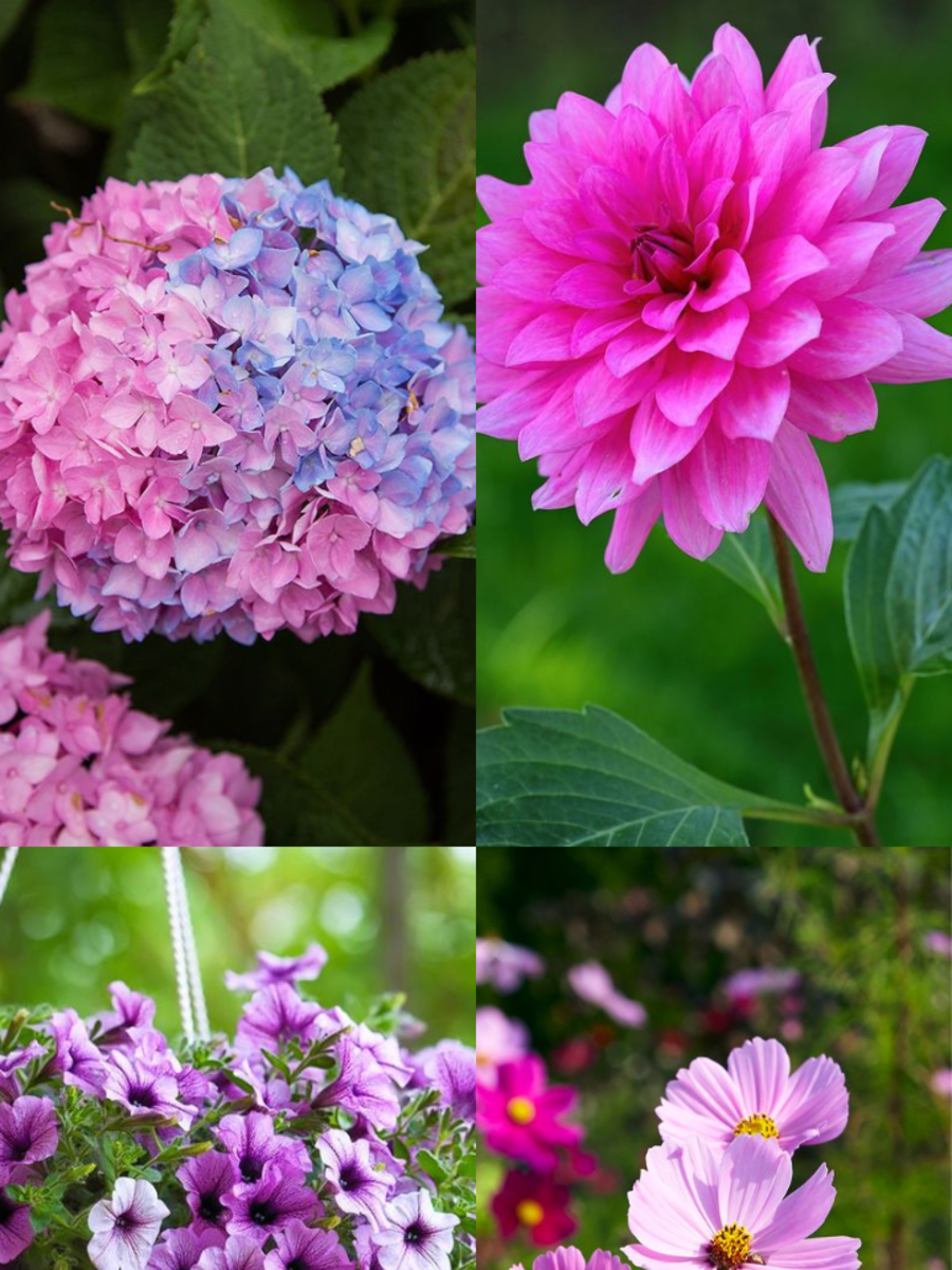 10 Pastel Coloured Flowering Plants For Your Balcony | Times Now