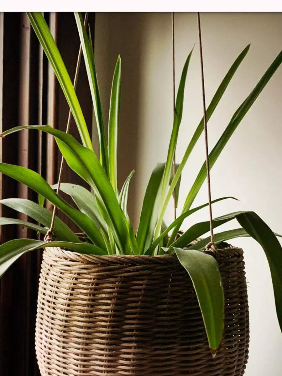 9 plants that can be grown without mud and soil (in just water) Times