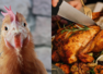 What would happen if you ate a bird with bird flu?
