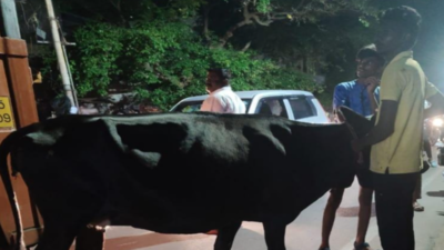 Trichy Corporation seizes 15 stray cattle at night