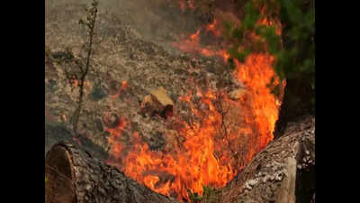 4 forest staffers burnt alive in Uttarakhand wildlife sanctuary blaze