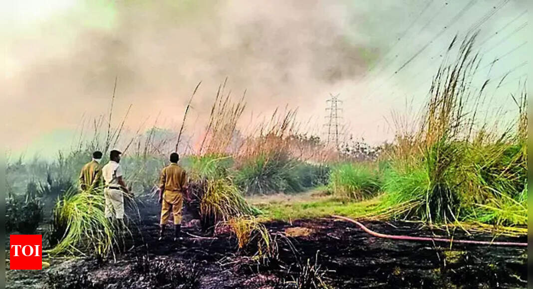 Fire: Fire at Asita East damages 30-acre green area, trigger unclear ...