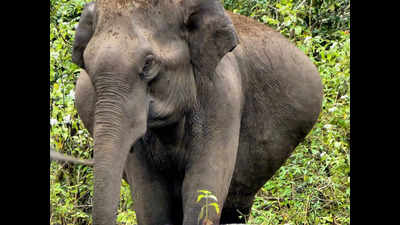 Elephant kills man making reels in Bijnor