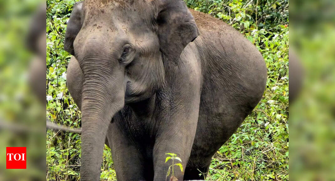 Elephant kills man making reels in UP's Bijnor | Lucknow News - Times ...