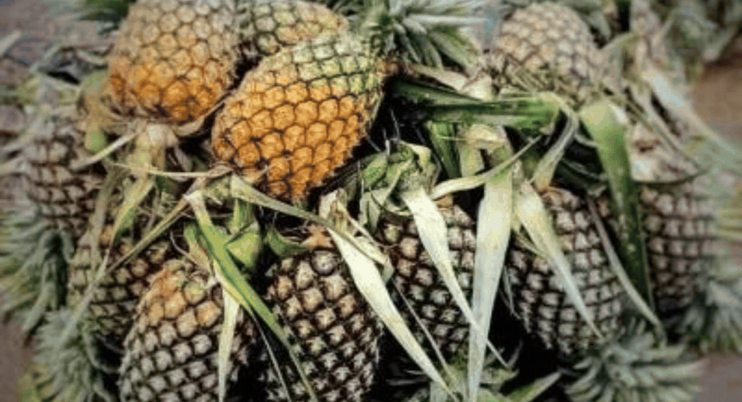 Tripura's 'Queen Pineapple' saw 1500% price surge since 2018. What's so special about it?