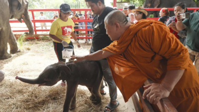  Rare male-female twin elephants born in Thailand