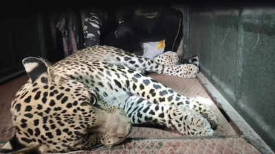 Leopard captured from Tirupattur school campus after 10 hours struggle ...