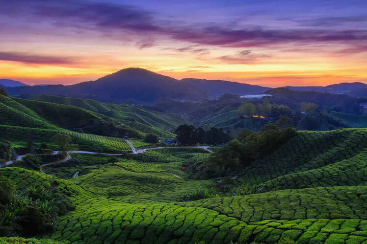 Cameron Highlands, Malaysia