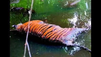 Tiger: Tigress succumbs to injuries sustained in infighting ...