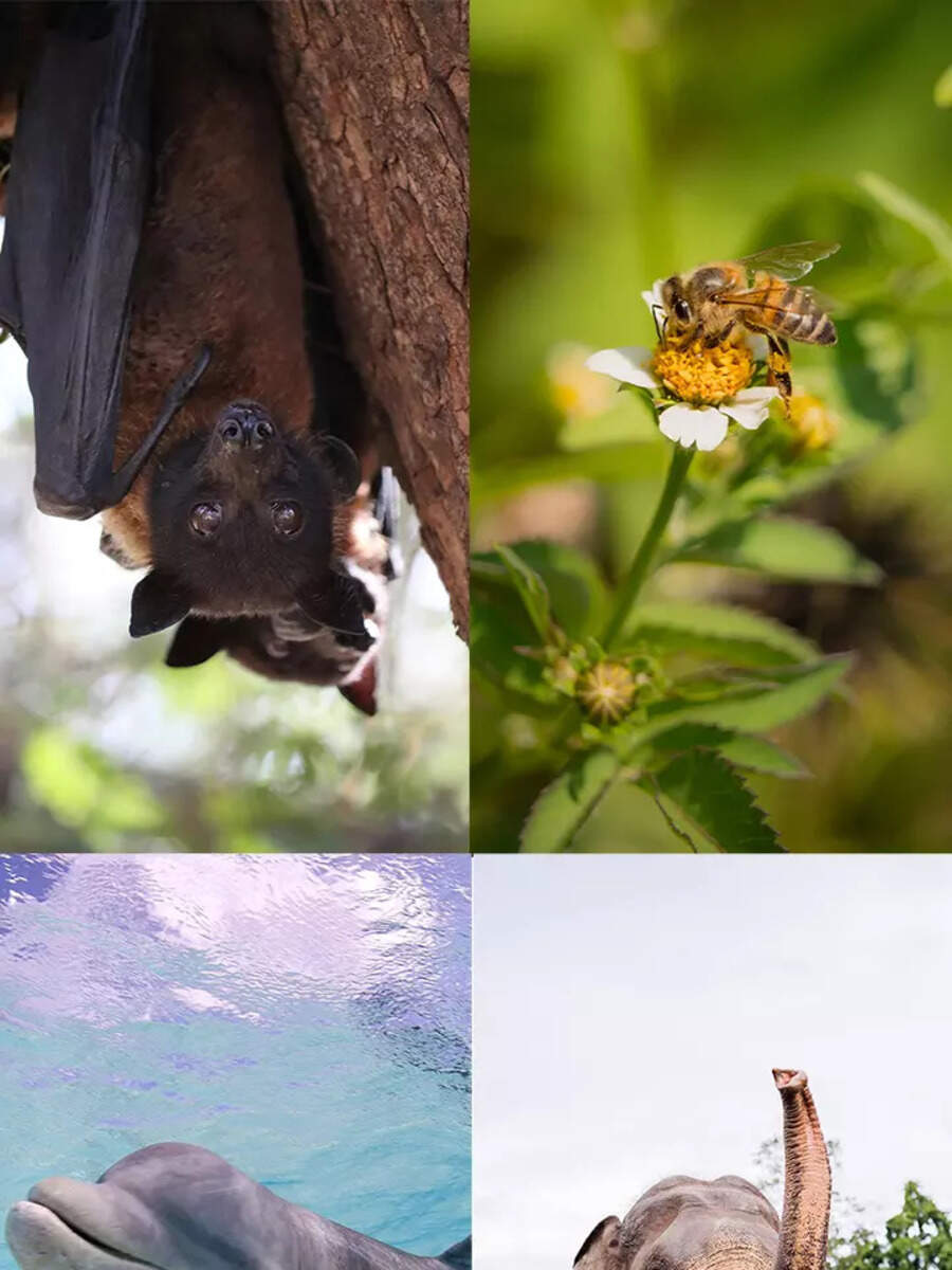 10 animals that use sound to communicate | Times of India