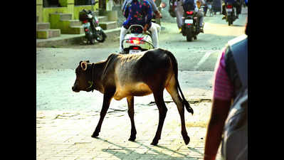 Tambaram civic body in Chennai ropes in private agency to seize stray cattle in all zones