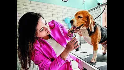 Chennai: Lukewarm response to online pet licensing in Tambaram