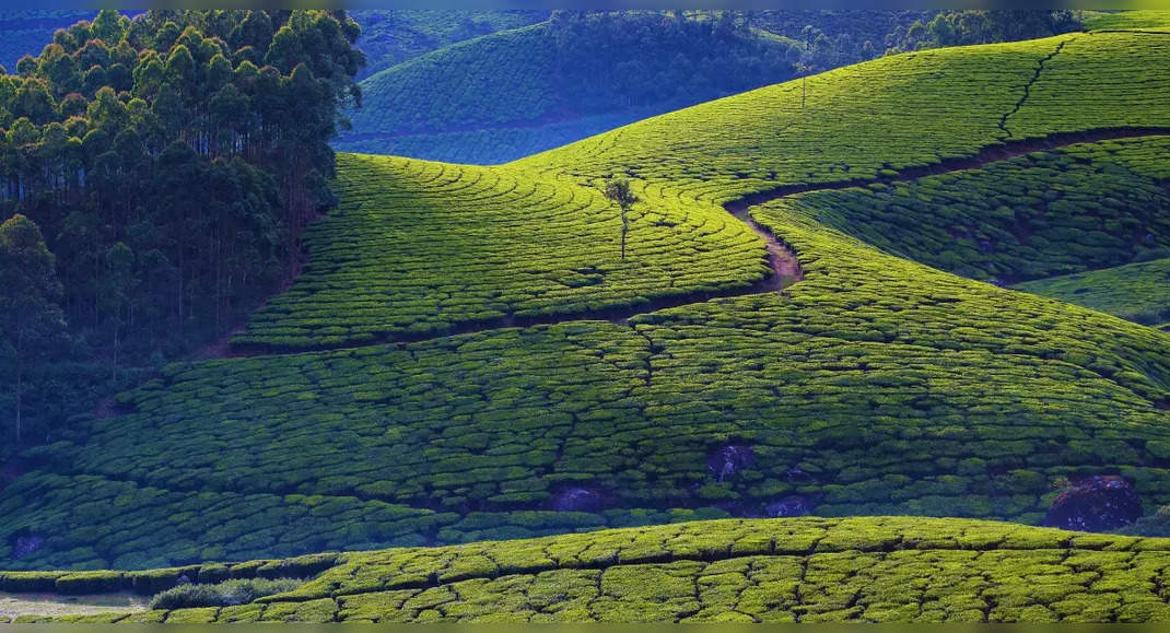 Munnar Monsoon Travel: How to get the best of Munnar this monsoon ...