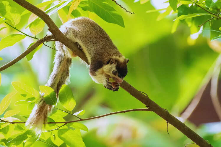 Wildlife spotting at Chinnar Wildlife Sanctuary