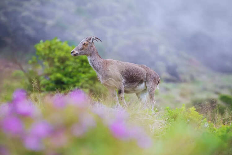 Trek through Eravikulam National Park