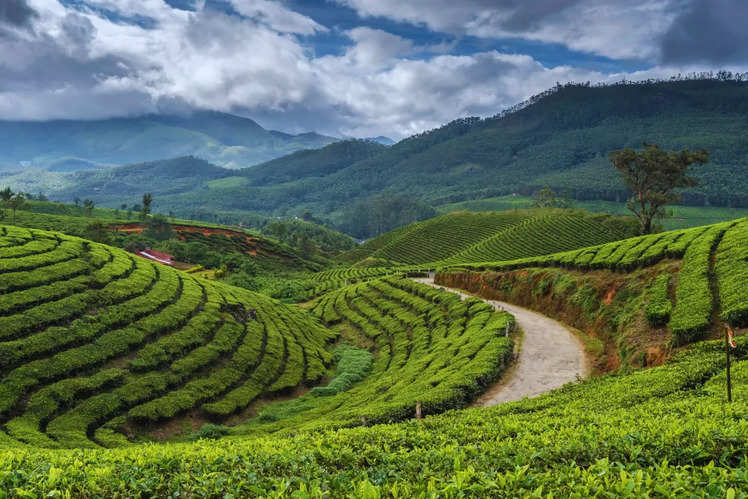 Munnar Monsoon Travel: How to get the best of Munnar this monsoon ...