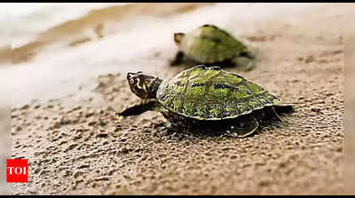 Turtle: Forest department rescues protected turtle from Greater Noida ...