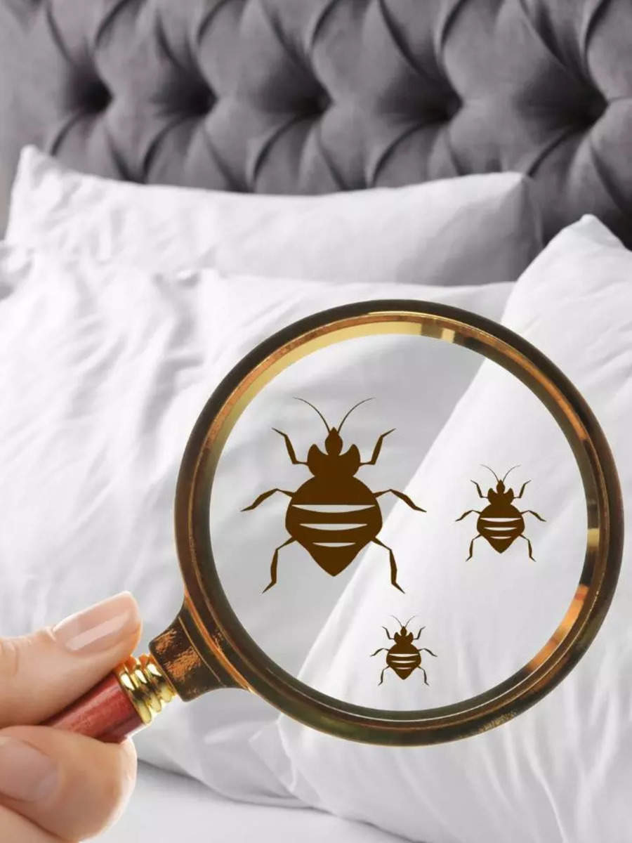 How To Check Your Hotel Room For Bed Bugs While Travelling 