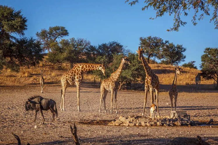 Sibuya Game Reserve, South Africa