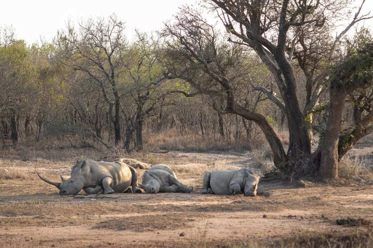 Hluhluwe-iMfolozi Park, South Africa