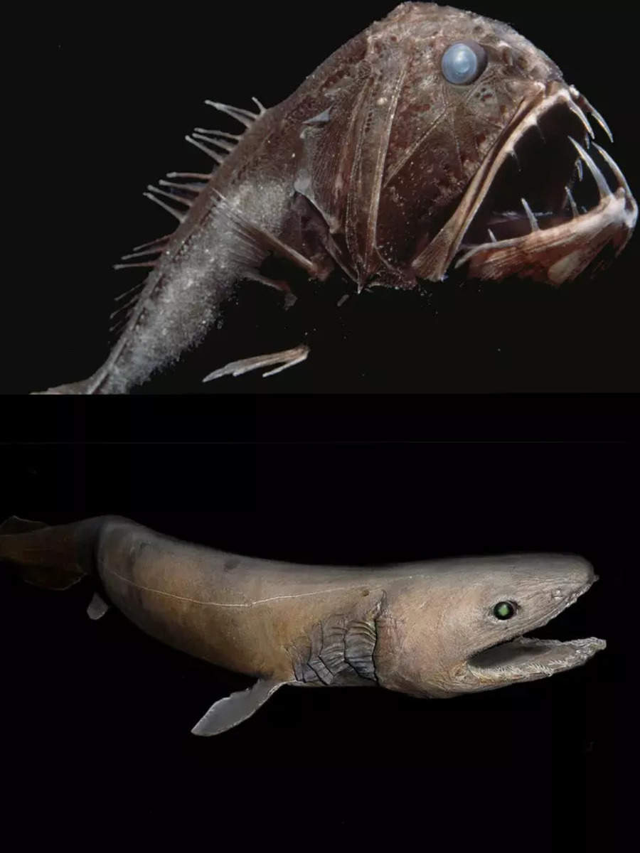 10 Animals That Inhabit The Deep Sea 