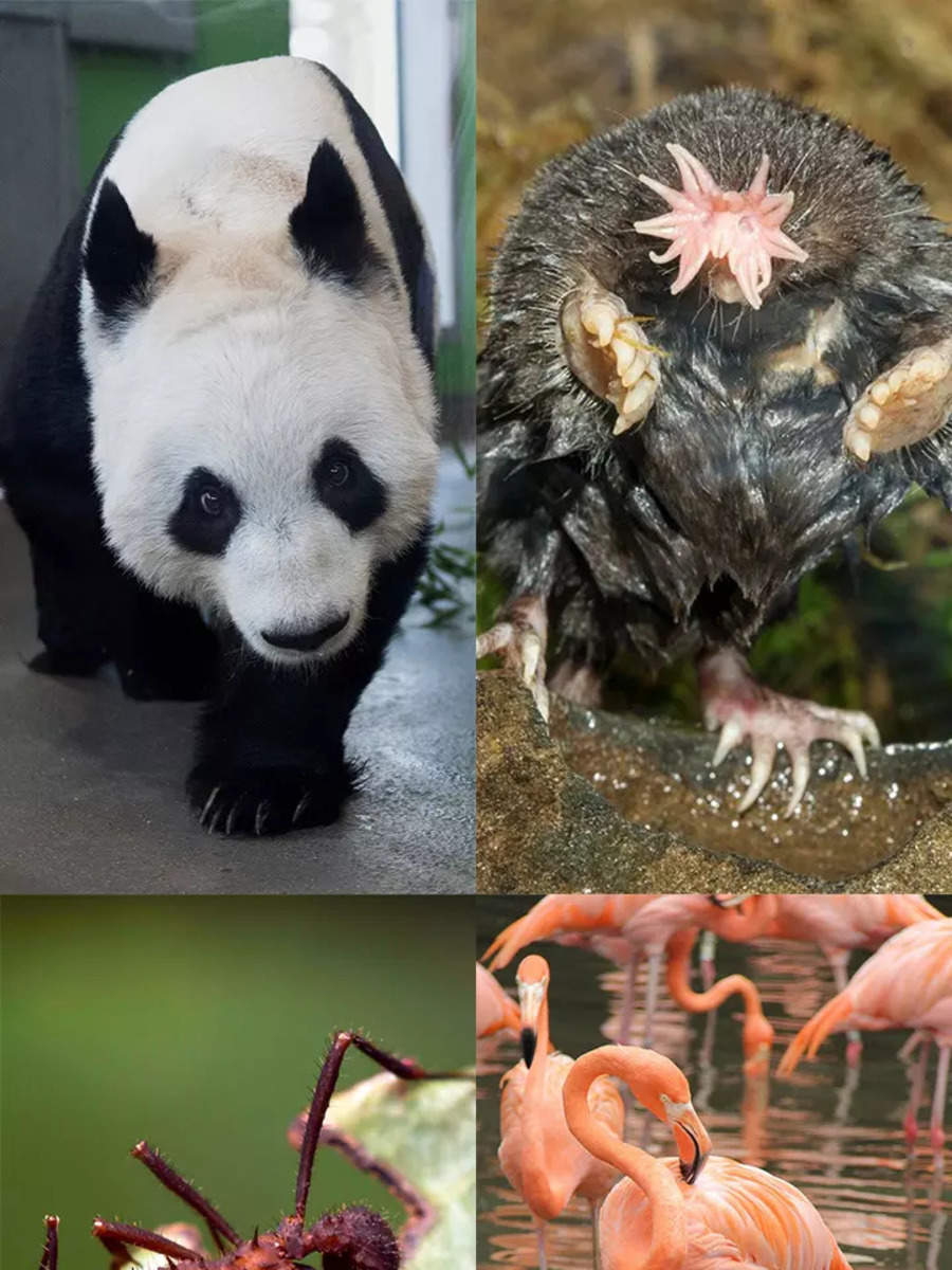 10 Animals With Unique Diets 