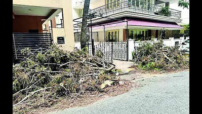 Health hazard looms as BBMP ignores clearing up tree litter
