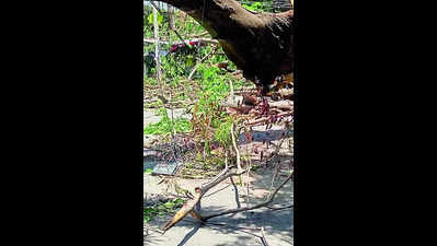 Health hazard looms as BBMP ignores clearing up tree litter