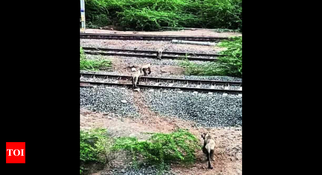 16 lions stray on to railway tracks in one night in Gujarat