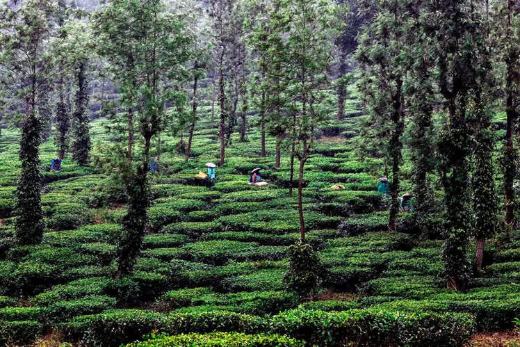 Tea tasting at tea estates