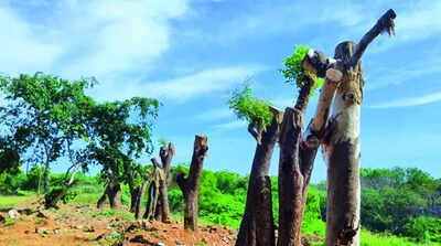 Translocated Trees: 90% trees translocated from Trichy GH spring back ...