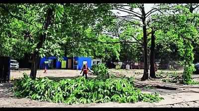 Who monitors transplanted trees? Not our job, says Bhopal Municipal Corporation
